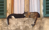DSC02735.JPG
